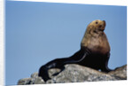 Resting Sea Lion Bull by Anonymous