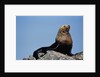 Resting Sea Lion Bull by Anonymous