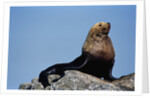 Resting Sea Lion Bull by Anonymous