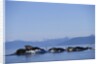 Humpback Whales Feeding in Frederick Sound by Anonymous