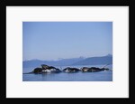 Humpback Whales Feeding in Frederick Sound by Anonymous