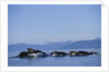 Humpback Whales Feeding in Frederick Sound by Anonymous