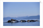 Humpback Whales Feeding in Frederick Sound by Anonymous