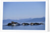 Humpback Whales Feeding in Frederick Sound by Anonymous