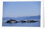 Humpback Whales Feeding in Frederick Sound by Anonymous