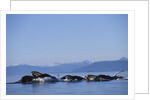 Humpback Whales Feeding in Frederick Sound by Anonymous