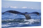 Tail of Surfacing Humpback Whale by Anonymous