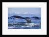 Tail of Surfacing Humpback Whale by Anonymous