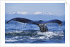 Tail of Surfacing Humpback Whale by Anonymous