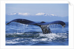 Tail of Surfacing Humpback Whale by Anonymous