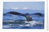 Tail of Surfacing Humpback Whale by Anonymous