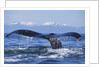 Tail of Surfacing Humpback Whale by Anonymous
