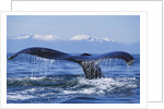 Tail of Surfacing Humpback Whale by Anonymous
