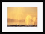 Surfacing Humpback Whales in Frederick Sound by Anonymous
