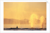 Surfacing Humpback Whales in Frederick Sound by Anonymous