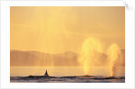Surfacing Humpback Whales in Frederick Sound by Anonymous