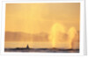 Surfacing Humpback Whales in Frederick Sound by Anonymous