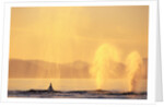 Surfacing Humpback Whales in Frederick Sound by Anonymous