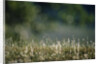 Morning Dew on Grass by Anonymous