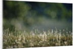 Morning Dew on Grass by Anonymous