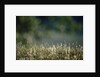 Morning Dew on Grass by Anonymous