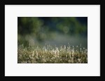 Morning Dew on Grass by Anonymous