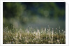 Morning Dew on Grass by Anonymous