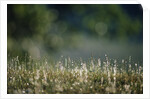 Morning Dew on Grass by Anonymous