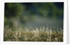 Morning Dew on Grass by Anonymous