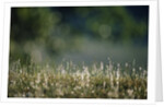 Morning Dew on Grass by Anonymous
