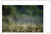 Morning Dew on Grass by Anonymous