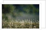 Morning Dew on Grass by Anonymous