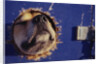 Sled Dog Sticking Head Through Hole by Anonymous