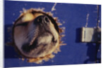 Sled Dog Sticking Head Through Hole by Anonymous