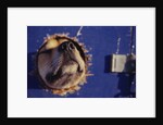 Sled Dog Sticking Head Through Hole by Anonymous