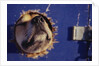 Sled Dog Sticking Head Through Hole by Anonymous