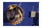 Sled Dog Sticking Head Through Hole by Anonymous