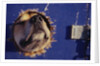 Sled Dog Sticking Head Through Hole by Anonymous