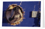 Sled Dog Sticking Head Through Hole by Anonymous