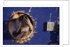 Sled Dog Sticking Head Through Hole by Anonymous