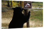 Black Bear Scratching Post by Anonymous