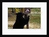 Black Bear Scratching Post by Anonymous