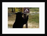 Black Bear Scratching Post by Anonymous