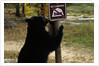 Black Bear Scratching Post by Anonymous