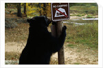 Black Bear Scratching Post by Anonymous