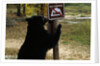Black Bear Scratching Post by Anonymous