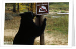 Black Bear Scratching Post by Anonymous