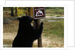Black Bear Scratching Post by Anonymous