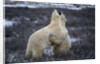 Polar Bears Playing by Anonymous