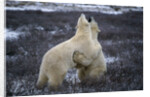 Polar Bears Playing by Anonymous